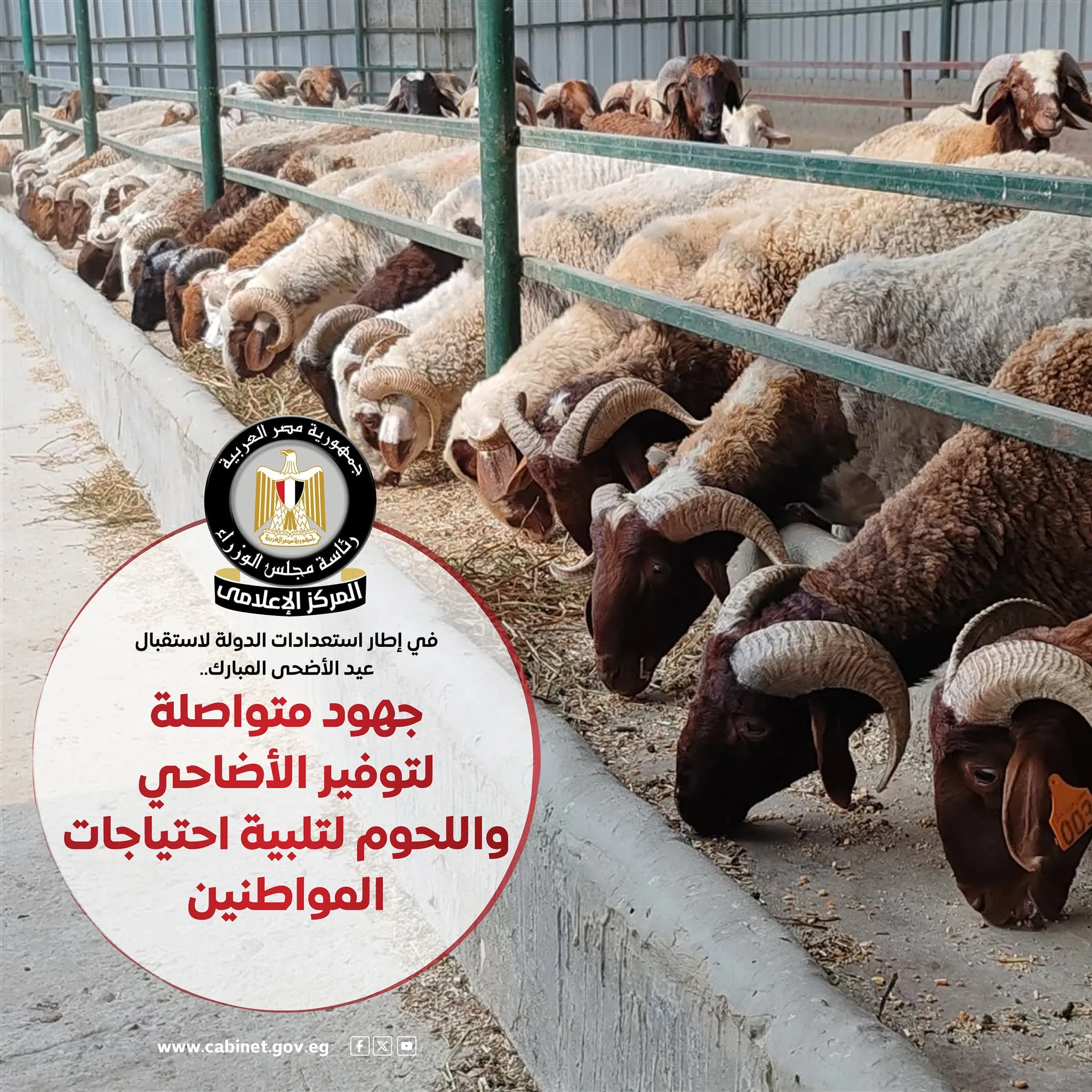 الحكومة تضع خطة شاملة لعيد الأضحى لتوفير الأضاحي واللحوم بأسعار مخفضة تصل إلى 40% الحكومة تضع خطة شاملة لعيد الأضحى لتوفير الأضاحي واللحوم بأسعار مخفضة تصل إلى 40%