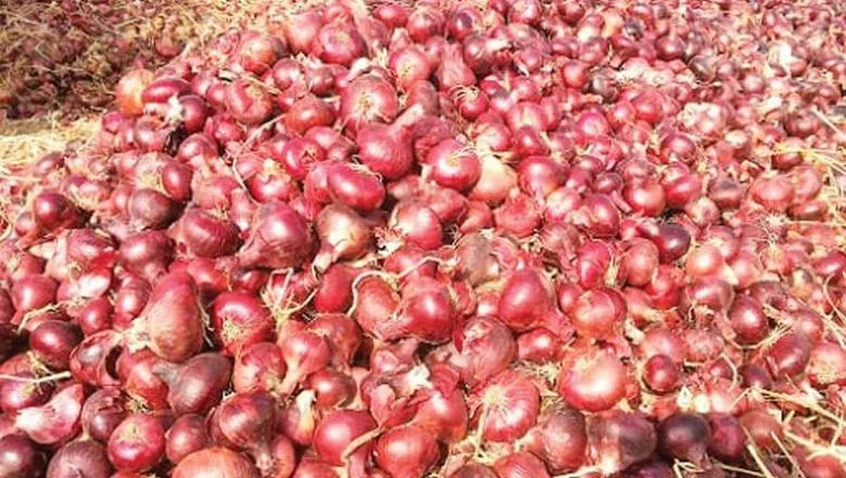 الإرشاد الزراعي: 6 نصائح لتخزين البصل تحافظ على جودته وتمنع التبرعم الإرشاد الزراعي: 6 نصائح لتخزين البصل تحافظ على جودته وتمنع التبرعم