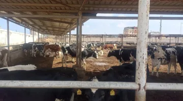 “الزراعة”: يجب استيراد العجول الحوامل من مصادر موثوقة لحماية المربين واستثماراتهم