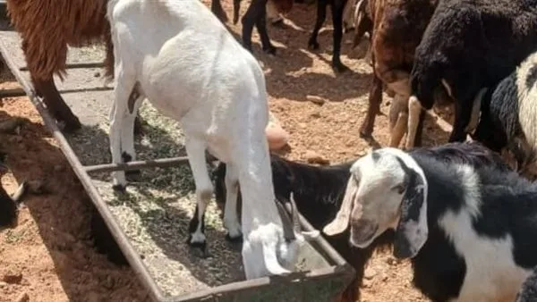 وزير الزراعة يشرف على أنشطة فرق التفتيش على مواقع بيع الأضاحي وحملات توعية المواطنين وزير الزراعة يشرف على أنشطة فرق التفتيش على مواقع بيع الأضاحي وحملات توعية المواطنين