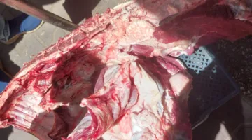 إطلاق 317 محضرًا.. ضبط لحوم مذبوحة خارج المجازر الحكومية في أسيوط