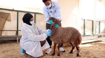 28 طبيبًا ومساعدًا بيطريًا لتفتيش الأضاحي في الشارقة
