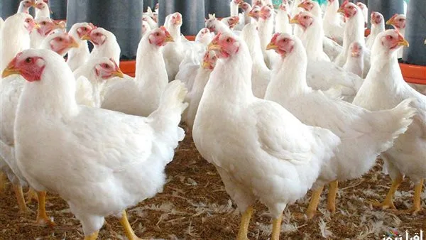 استمرار أسعار الدجاج خلال اليوم الثالث من العيد.. والدجاج الأبيض يصل إلى 75 جنيهًا في المزارع