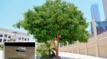 الشجرة… ملجأ وظل وحماية