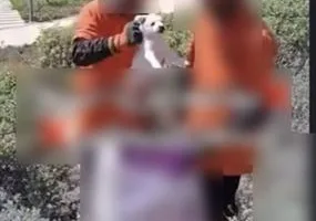 الأمن يوضح تفاصيل فيديو اعتقال شخصين كانا يحشران كلابًا في أكياس بمطروح