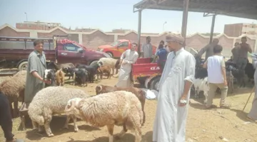 وزير الزراعة يراقب أنشطة لجان التفتيش على مواقع بيع الأضاحي وفعاليات توعية الجمهور
