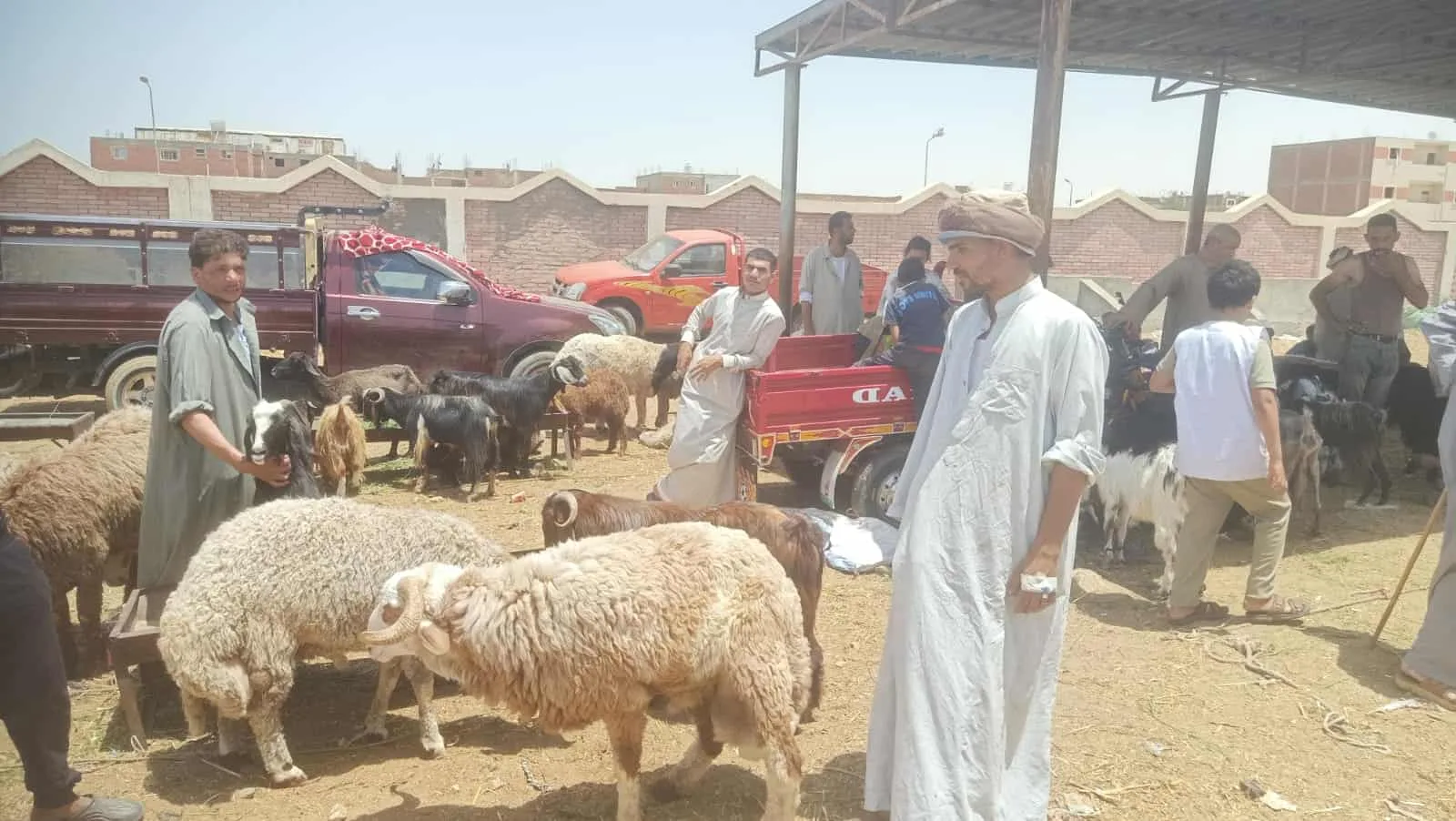 وزير الزراعة يراقب أنشطة لجان التفتيش على مواقع بيع الأضاحي وفعاليات توعية الجمهور وزير الزراعة يراقب أنشطة لجان التفتيش على مواقع بيع الأضاحي وفعاليات توعية الجمهور