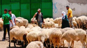 في عام مفعم بالأمطار.. التونسيون يواجهون ارتفاع تكلفة الأضاحي