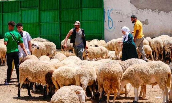 في عام مفعم بالأمطار.. التونسيون يواجهون ارتفاع تكلفة الأضاحي في عام مفعم بالأمطار.. التونسيون يواجهون ارتفاع تكلفة الأضاحي