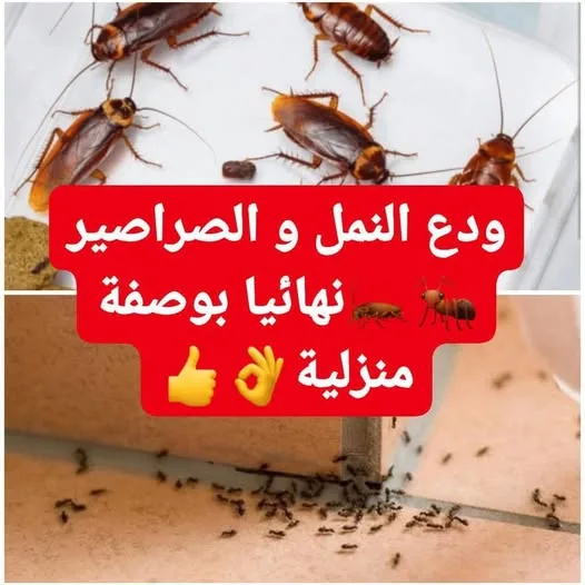 وسيلة للتخلص من النمل والصراصير بشكل نهائي وسيلة للتخلص من النمل والصراصير بشكل نهائي