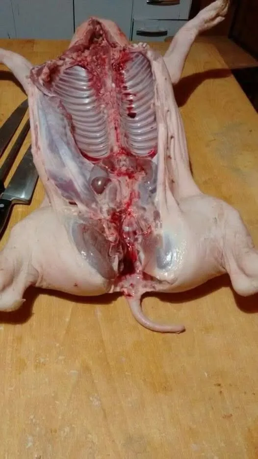 هل تعلم سبب امتناع المسلمين عن تناول لحم الخنزير؟ هل تعلم سبب امتناع المسلمين عن تناول لحم الخنزير؟