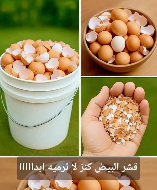 15 طريقة مبتكرة لاستغلال قشور البيض 15 طريقة مبتكرة لاستغلال قشور البيض