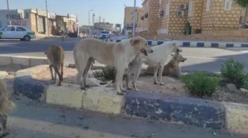 تصاعد ظاهرة الكلاب الضالة في جنوب سيناء يشكل تهديدًا.