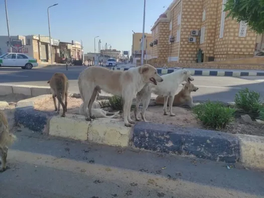 تصاعد ظاهرة الكلاب الضالة في جنوب سيناء يشكل تهديدًا. تصاعد ظاهرة الكلاب الضالة في جنوب سيناء يشكل تهديدًا.