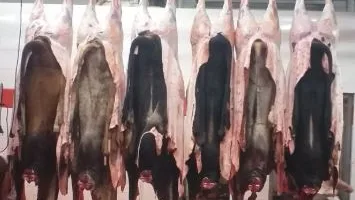 محافظ الجيزة يعلن عن تقديم 23 مجزراً مجاناً للمواطنين خلال أيام عيد الأضحى.