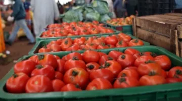 انخفاض أسعار الطماطم في سوق إنزكان نتيجة لتراجع الطلب وزيادة المعروض