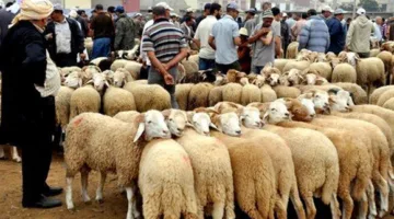 استعدادات عيد الأضحى: وزارة الزراعة تعزز جهودها في مراقبة الأسواق ومواقع بيع الأضاحي لضمان سلامتها