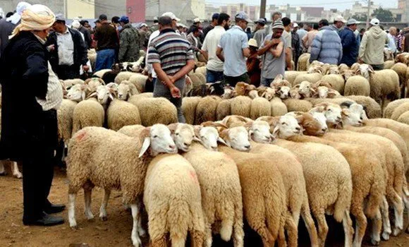 استعدادات عيد الأضحى: وزارة الزراعة تعزز جهودها في مراقبة الأسواق ومواقع بيع الأضاحي لضمان سلامتها استعدادات عيد الأضحى: وزارة الزراعة تعزز جهودها في مراقبة الأسواق ومواقع بيع الأضاحي لضمان سلامتها