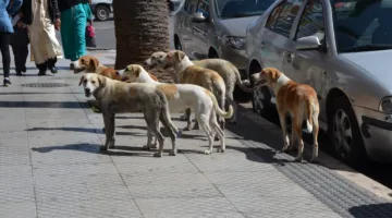 بتعقيم وتطعيم.. 214 مليون درهم لمكافحة الكلاب السائبة