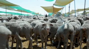“الهيئة الخيرية الهاشمية”: تقديم 616 أضحية لأكثر من 2400 عائلة
