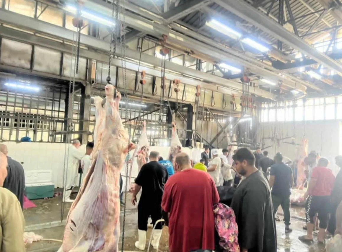 إقبال كبير على مسالخ القاهرة في اليوم الأول من عيد الأضحى المبارك إقبال كبير على مسالخ القاهرة في اليوم الأول من عيد الأضحى المبارك