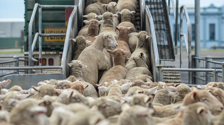 الحكومة تعلن عن نتائج استيراد الأغنام واللحوم ومشاريع الزراعة التعاونية. الحكومة تعلن عن نتائج استيراد الأغنام واللحوم ومشاريع الزراعة التعاونية.