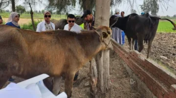 المنيا: قوافل بيطرية مجانية تجوب القرى لحماية الثروة الحيوانية ومنع ذبح الإناث خلال عيد الأضحى
