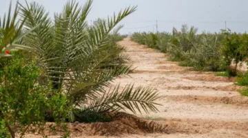 طلب مناقشة في مجلس الشيوخ: 3% من الأراضي الزراعية تواجه خطر التصحر
