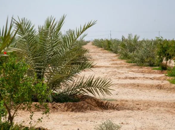 طلب مناقشة في مجلس الشيوخ: 3% من الأراضي الزراعية تواجه خطر التصحر طلب مناقشة في مجلس الشيوخ: 3% من الأراضي الزراعية تواجه خطر التصحر