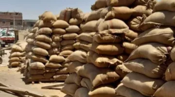 محافظة كفر الشيخ تستقبل 231 ألف طن من القمح منذ بدء عملية التوريد