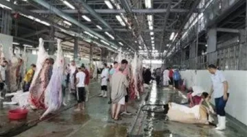 الوزراء: التوجيه بمراقبة مستمرة لذبح الأضاحي في المجازر الحكومية خلال عيد الأضحى