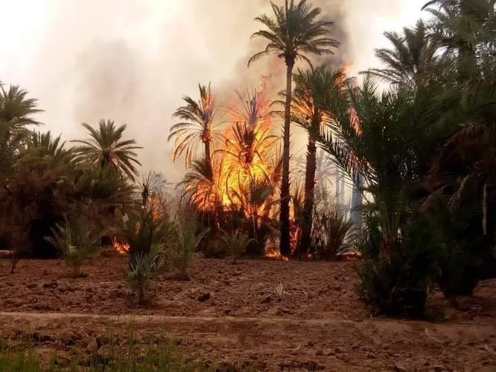 اشتعال نار في واحة النخيل بجنوب شرق المغرب اشتعال نار في واحة النخيل بجنوب شرق المغرب