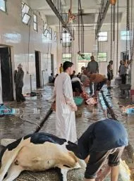 استمرار ذبح الأضاحي في المسالخ بالوادي الجديد خلال اليوم الثاني من عيد الأضحى استمرار ذبح الأضاحي في المسالخ بالوادي الجديد خلال اليوم الثاني من عيد الأضحى