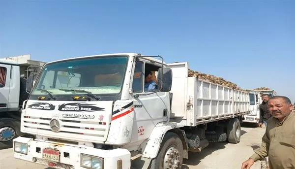 زراعة بني سويف تعلن حل مشاكل نقل وتوريد محصول بنجر السكر زراعة بني سويف تعلن حل مشاكل نقل وتوريد محصول بنجر السكر