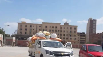 استمرار ورود الأقماح المحلية إلى الشون والصوامع في محافظة الشرقية