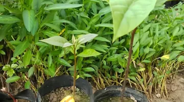 كيفية زراعة الأفوكادو باستخدام البذور