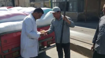 جاري تنفيذ توريدات القمح المحلي للموسم الحالي، والبحيرة تسجل أكثر من 306 ألف طن حتى صباح اليوم.