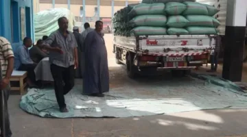 محافظ المنيا: استكمال توريد 506 آلاف طن من القمح منذ بداية موسم 2025