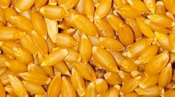 منافع حبوب القمح