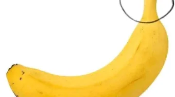 هل تعرف السبب وراء فتح القرود للموز من الأسفل بدلاً من الأعلى كما نفعل نحن؟