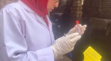 فحص 2832 رأساً من الماشية ضد البروسيلا و272 رأساً ضد السل البقري في الشرقية