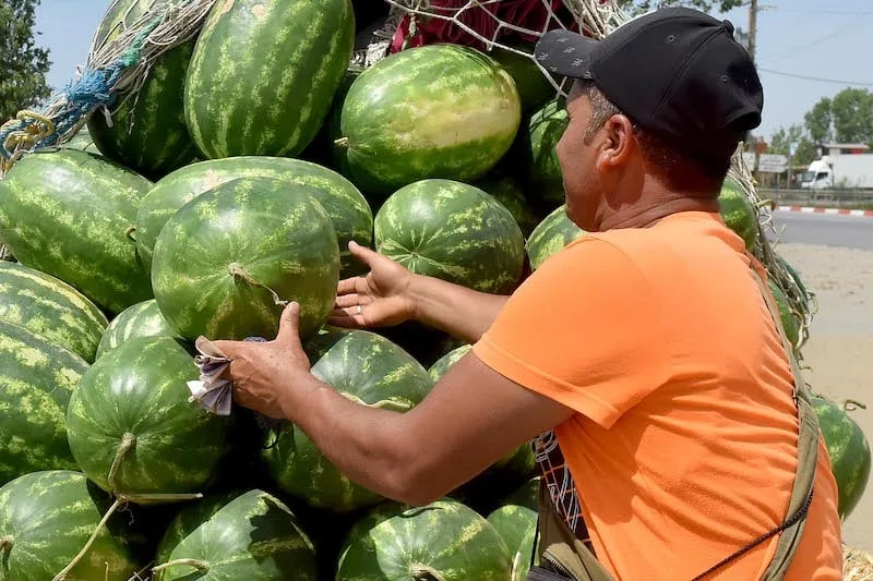 حادثة تارودانت تثير المخاوف بشأن أمان البطيخ الأحمر في المغرب حادثة تارودانت تثير المخاوف بشأن أمان البطيخ الأحمر في المغرب