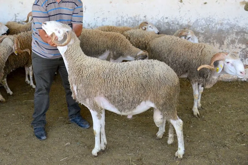 اجتماع في الرباط بشأن تجديد الثروة الحيوانية اجتماع في الرباط بشأن تجديد الثروة الحيوانية