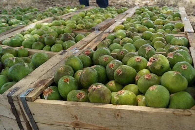 باكور وزان تتألق في عالم الفواكه الموسمية باكور وزان تتألق في عالم الفواكه الموسمية