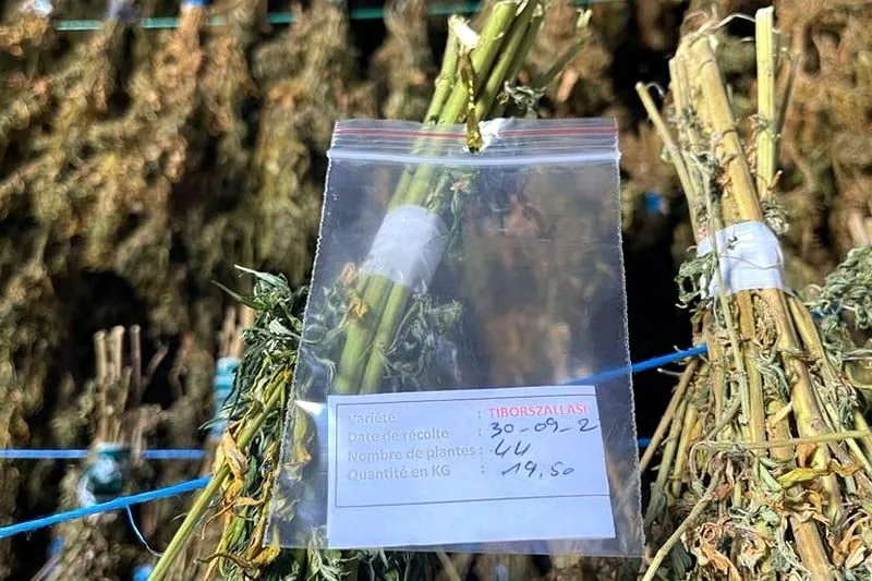 شخصية بارزة في مجال القنب بهولندا تؤكد على ضرورة استيراد الحشيش المغربي. شخصية بارزة في مجال القنب بهولندا تؤكد على ضرورة استيراد الحشيش المغربي.