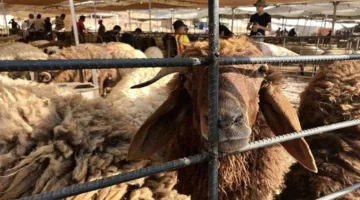 إقبال ضعيف على شراء الأضاحي في سوق عمان