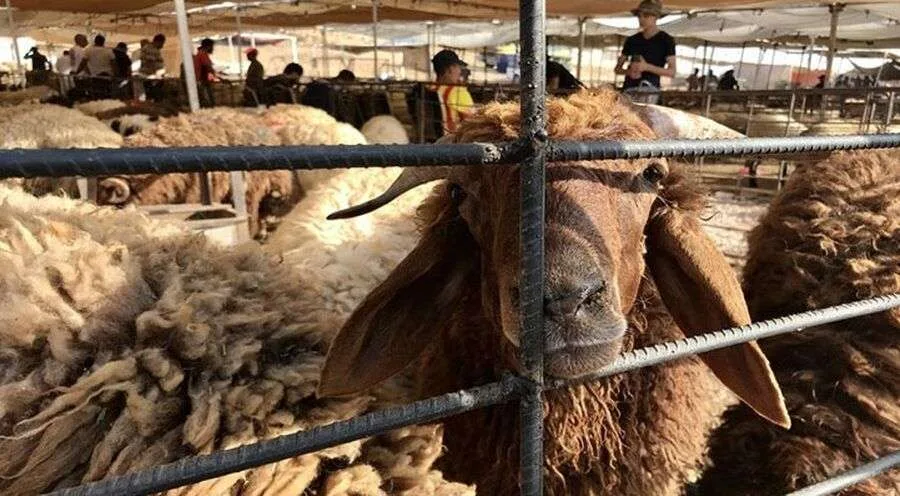 إقبال ضعيف على شراء الأضاحي في سوق عمان إقبال ضعيف على شراء الأضاحي في سوق عمان