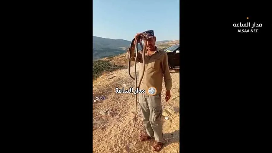 في سد كفرنجة.. الصقور تطلق (المشحبر أبو سمرة وأفعى الفئران) لهذا السبب (فيديو) | عاجل في سد كفرنجة.. الصقور تطلق (المشحبر أبو سمرة وأفعى الفئران) لهذا السبب (فيديو) | عاجل