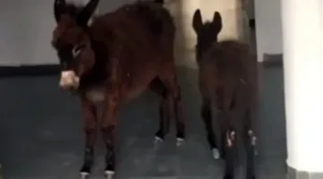 وزارة الصحة تفسر حادثة الحماريْن