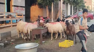 أسعار الأضاحي بالفيوم: الخروف بـ220 والماعز بـ230 جنيهاً